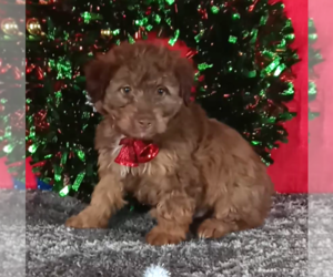 Aussiedoodle Miniature Puppy for sale in FREDERICKSBURG, OH, USA