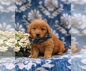 Goldendoodle (Miniature) Puppy for sale in QUARRYVILLE, PA, USA