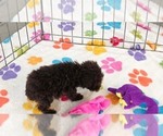 Small #9 Cockapoo (Toy)-Poodle (Toy) Mix