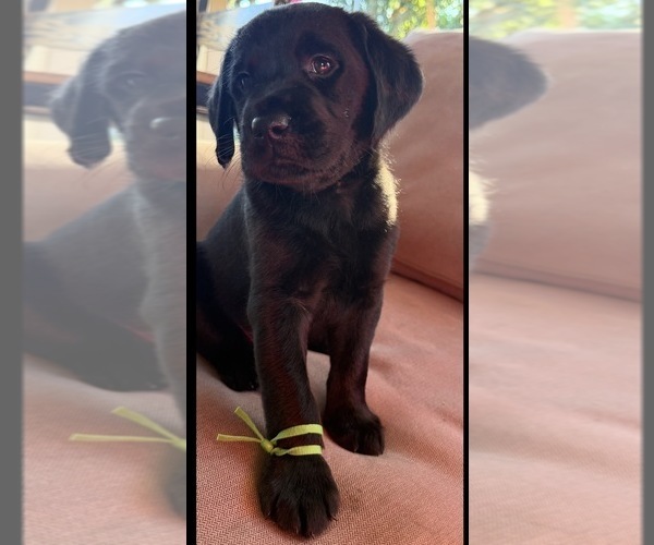 Medium Photo #2 Labradoodle Puppy For Sale in ESCONDIDO, CA, USA