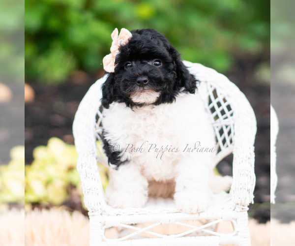 Medium Photo #7 Goldendoodle (Miniature) Puppy For Sale in WARSAW, IN, USA