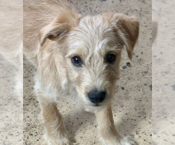 Medium Photo #1 Mutt Puppy For Sale in Andover, MN, USA