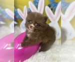 Small Photo #6 Pomeranian Puppy For Sale in BRENTWOOD, CA, USA