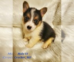 Small Pembroke Welsh Corgi