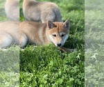 Small #3 Shiba Inu