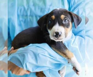 Bull Terrier-Unknown Mix Dogs for adoption in San Antonio, TX, USA