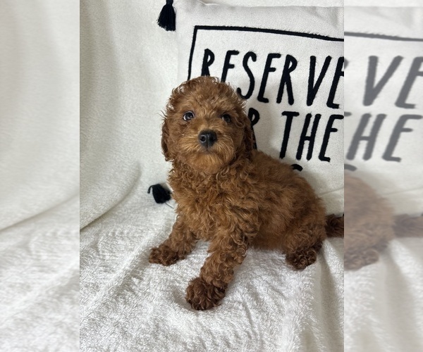 Medium Photo #3 Goldendoodle (Miniature) Puppy For Sale in GREENFIELD, IN, USA