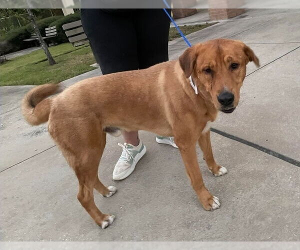 Medium Photo #2 Labrador Retriever-Unknown Mix Puppy For Sale in Lakewood, CO, USA