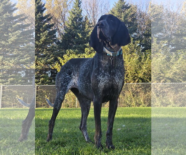 Medium Photo #1 Bluetick Coonhound Puppy For Sale in Crystal, MN, USA
