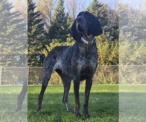 Bluetick Coonhound Dogs for adoption in Crystal, MN, USA