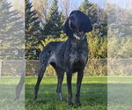 Blair *longest ears award* - Female Bluetick Coonhound Dog for Adoption - Small photo