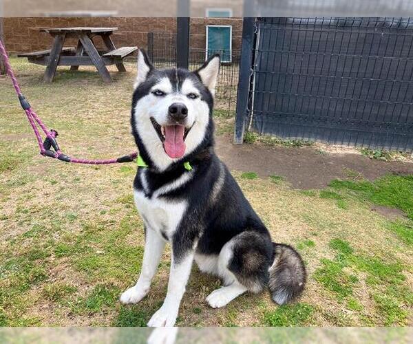 Medium Photo #2 Siberian Husky Puppy For Sale in Orange, CA, USA