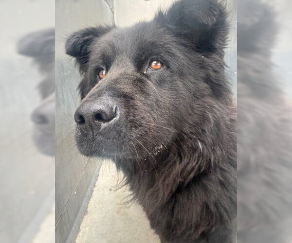 Medium Photo #2 Chow Chow Puppy For Sale in Ventura, CA, USA