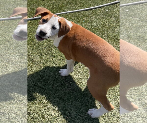 Medium Photo #11 Mutt Puppy For Sale in Tracy City, TN, USA