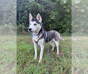 - Mix Dogs for adoption in Cromwell, KY, USA