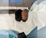 Litter of 9 - Male(s) and Female(s) Cane CorsoLitter of Puppies for Sale - Photo #26