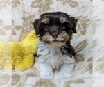 Small #4 Havanese