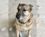 Small #9 German Shepherd Dog