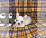 Small #1 Faux Frenchbo Bulldog