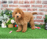 Small #12 Goldendoodle