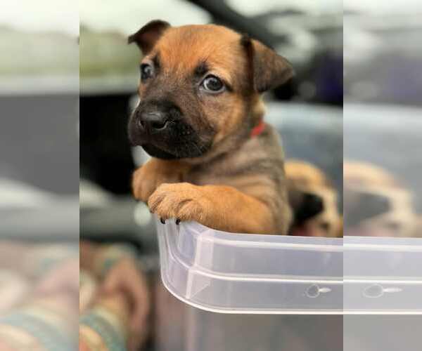 Medium Photo #6 Labrador Retriever-Unknown Mix Puppy For Sale in Holly Springs, NC, USA