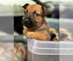 Small #5 Labrador Retriever Mix