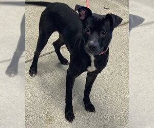 Labrador Retriever-Unknown Mix Dogs for adoption in Tallahassee, FL, USA