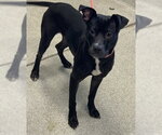 Small Labrador Retriever Mix