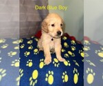 Small Photo #1 Golden Retriever Puppy For Sale in TISHOMINGO, OK, USA