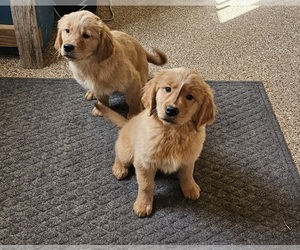 Golden Retriever Puppy for sale in MORRILL, KS, USA