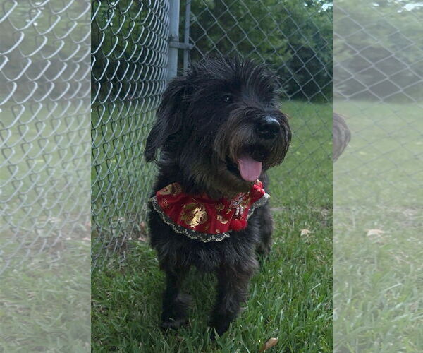 Medium Photo #5 Mutt Puppy For Sale in Rockaway, NJ, USA