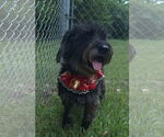 Small Photo #5 Mutt Puppy For Sale in Rockaway, NJ, USA