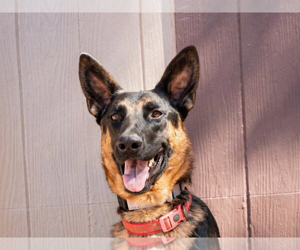 Medium Photo #9 German Shepherd Dog-Unknown Mix Puppy For Sale in Lake Forest, CA, USA