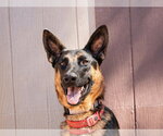 Small #8 German Shepherd Dog Mix
