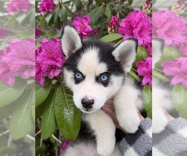 Medium Photo #4 Pomsky Puppy For Sale in VENUS, PA, USA