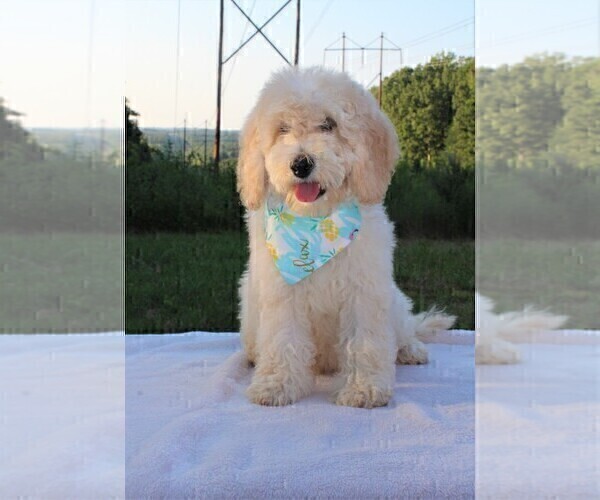 Medium Photo #28 Goldendoodle Puppy For Sale in TIMBERLAKE, NC, USA