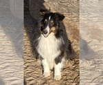 Small Photo #1 Shetland Sheepdog Puppy For Sale in FORT MORGAN, CO, USA