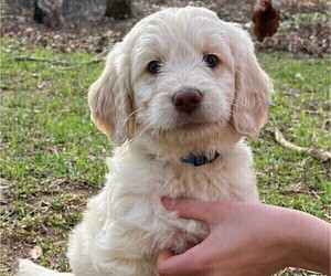 Medium Goldendoodle