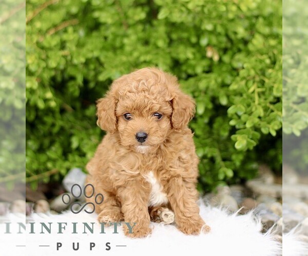 Medium Photo #4 Goldendoodle (Miniature) Puppy For Sale in BIRD IN HAND, PA, USA