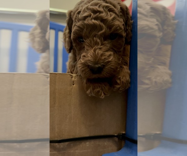 Medium Photo #2 Goldendoodle (Miniature) Puppy For Sale in PLATTE CITY, MO, USA