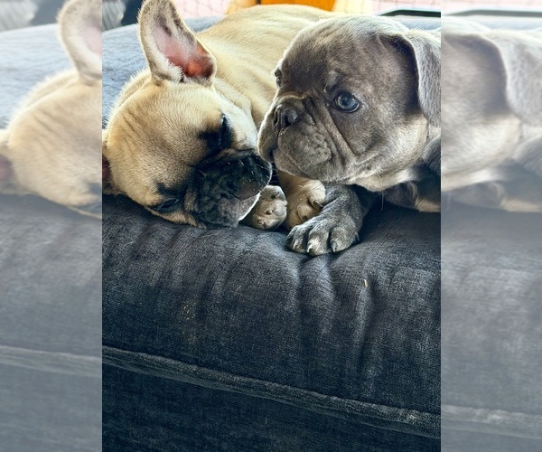 Medium Photo #7 French Bulldog Puppy For Sale in CHINO, CA, USA