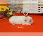 Small Photo #3 Maltese Puppy For Sale in CHANUTE, KS, USA