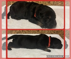 Malinois Puppy for sale in PROSPECT HILL, NC, USA