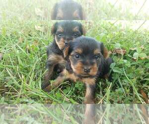 Yorkshire Terrier Puppy for sale in MOUNTAIN GROVE, MO, USA