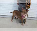 Small American Pit Bull Terrier Mix