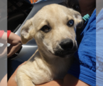 Small #1 Siberian Husky Mix