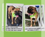 Small #4 Boxer