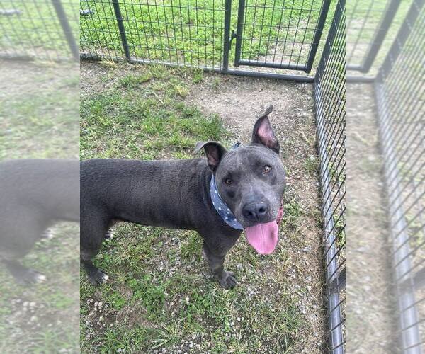 Medium Photo #1 Mutt Puppy For Sale in Abbeville, LA, USA
