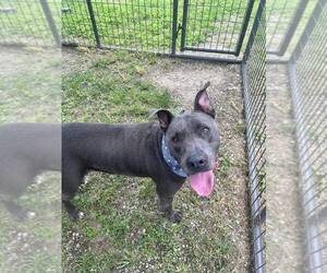Mutt Dogs for adoption in Abbeville, LA, USA