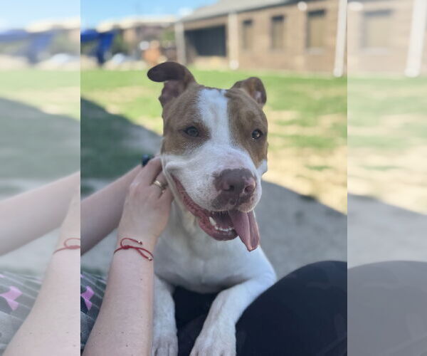 Medium Photo #3 American Pit Bull Terrier-Unknown Mix Puppy For Sale in Rowlett, TX, USA